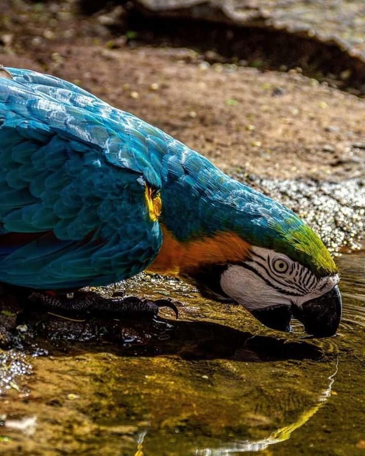 Casas Bom Sono Hotell Foz do Iguaçu Eksteriør bilde